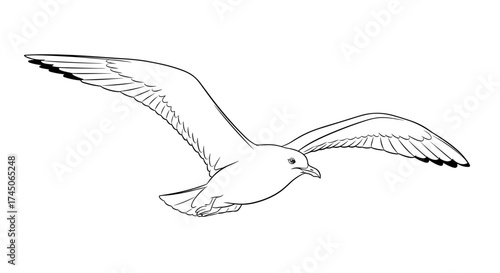 Seagull in Flight A Detailed Line Drawing.