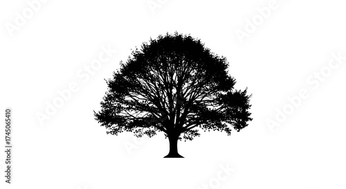 Silhouette of a large deciduous tree with intricate branches against a white background.