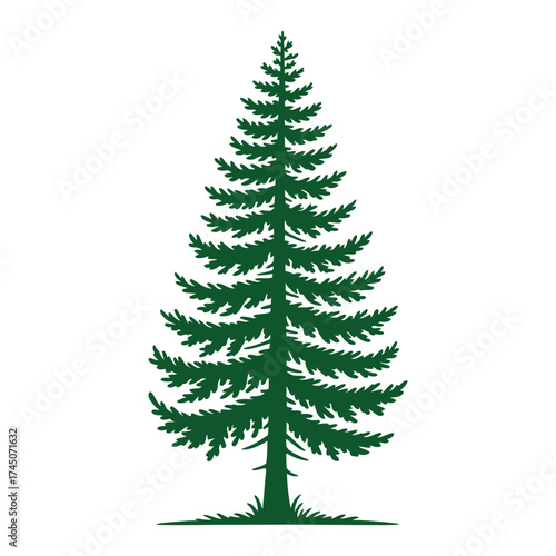 Christmas tree, Beyond its commercial uses, Sitka spruce forests provide important habitat for wildlife and have been used by Indigenous peoples for food