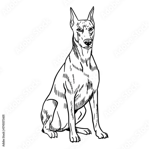 A detailed illustration of a sitting Doberman dog. The dog has a sleek body, pointed ears, and a confident expression. It is depicted in a realistic style.