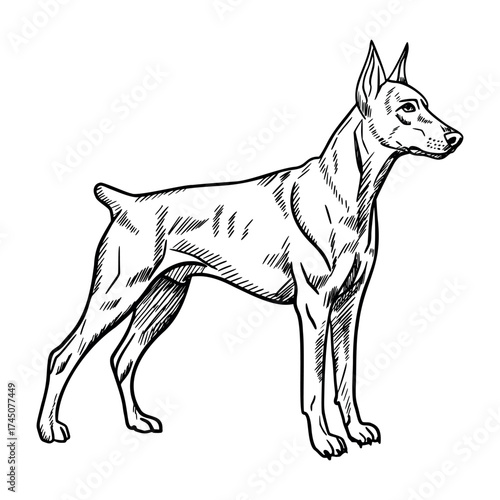 A standing Doberman Pinscher with a sleek body and alert expression. The dog has a short coat and a muscular build, showcasing its strength and agility.