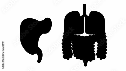 Detailed black silhouette of human digestive and respiratory systems for medical education