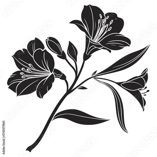 Elegant black and white silhouette of alstroemeria flowers
