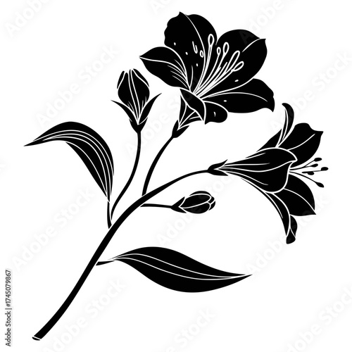 Elegant black and white silhouette of alstroemeria flowers and buds