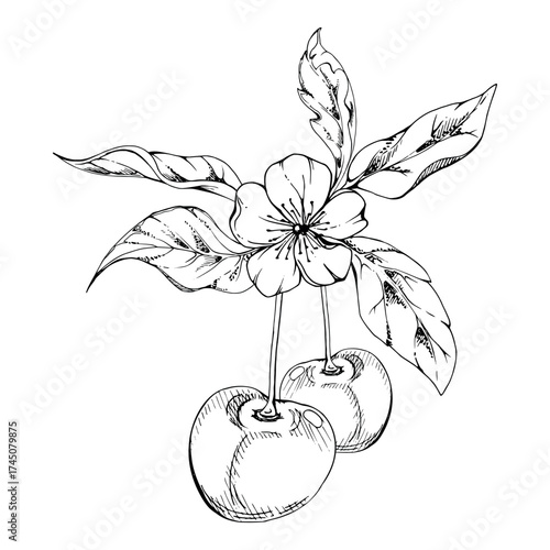Sweet sour line cherry berry with plant leaves, white flowers, hand drawn vector ink, cerise in clusters on stems. Isolated composition illustration. Restaurant, cafe menu, wedding, farmers market
