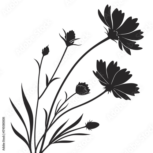 Black silhouette of cosmos flowers and buds on white background