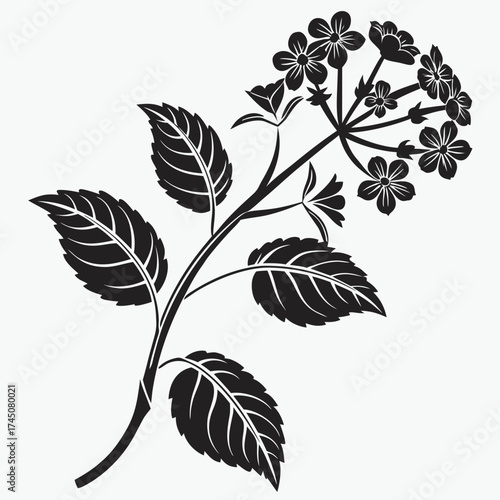 Black and white silhouette of a flowering plant branch