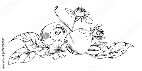 Sweet sour line cherry with plant leaves, white flowers, hand drawn vector ink, cerise berry in clusters on stems. Isolated composition illustration. Restaurant, wedding, cafe menu, farmers market