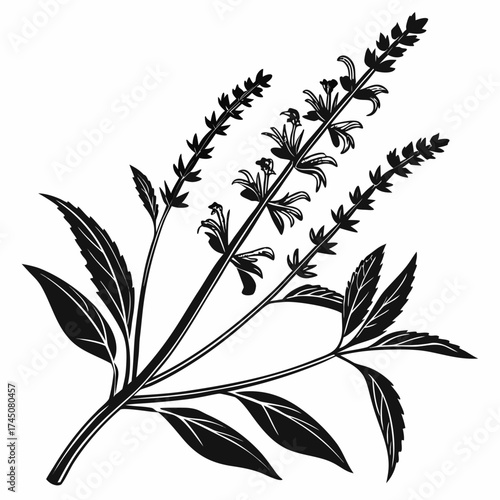 Black and white silhouette of a flowering herb branch