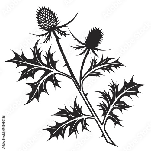 Black silhouette of a thistle plant with spiky leaves and flower heads