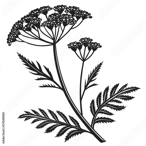 Black and white illustration of a dill plant with umbel flowers and fern like leaves