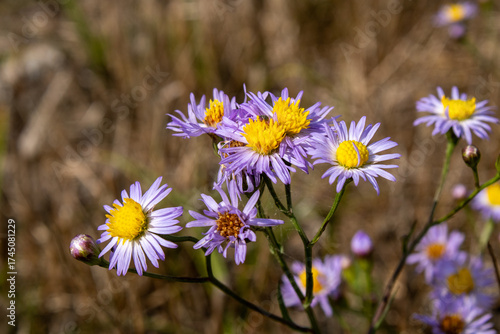 Purple Flowers with bees