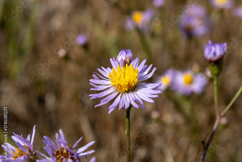 Purple Flowers with bees