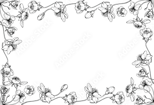 Cherry sakura white flower and bud on stems, hand drawn vector ink, apple blossom early spring wildflower botanical illustration. Isolated horizontal frame, for wedding, florist shop, scrapbooking