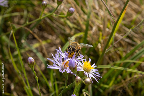 Purple Flowers with bees