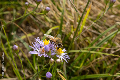 Purple Flowers with bees