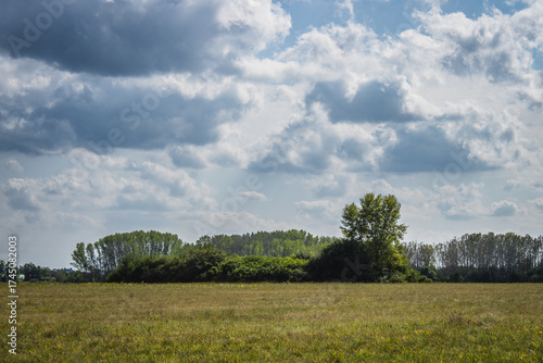 Purple Flowers with bees