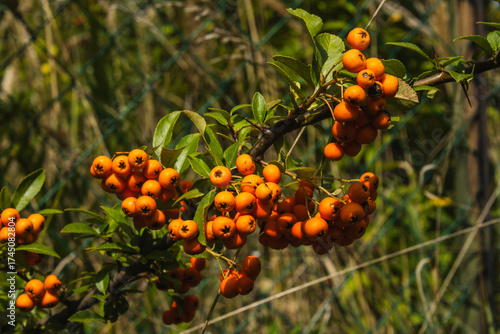 Orange berries on a branch