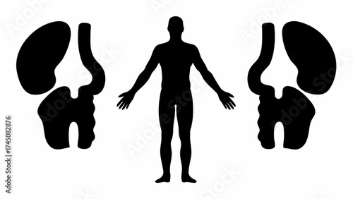 Human silhouette with detailed kidney anatomy illustration, symbolizing health and internal organs