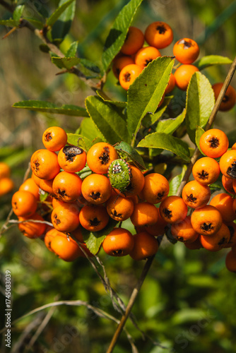 Orange berries on a branch
