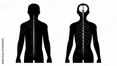 Human nervous system diagram showing spine and brain detail in silhouette
