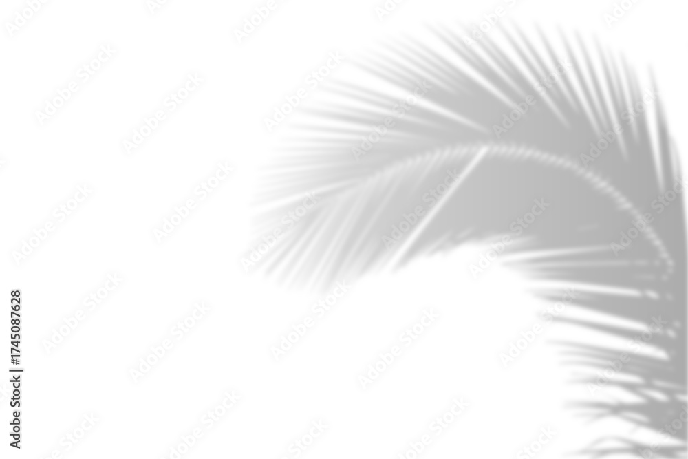 Obraz premium Realistic shadow from palm leaves isolated on a transparent background with copy space. Tropic concept with coconut leaf shadow. Vector illustration