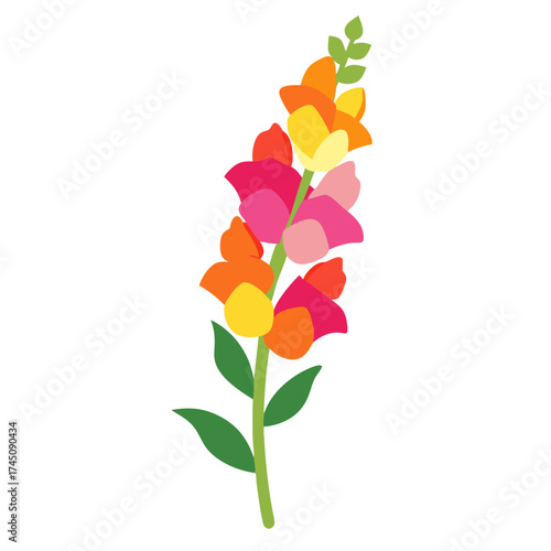 Colorful snapdragon flower stalk with pink yellow and orange blossoms vector on white background.