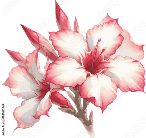 Watercolor vector illustrations of an adenium flower