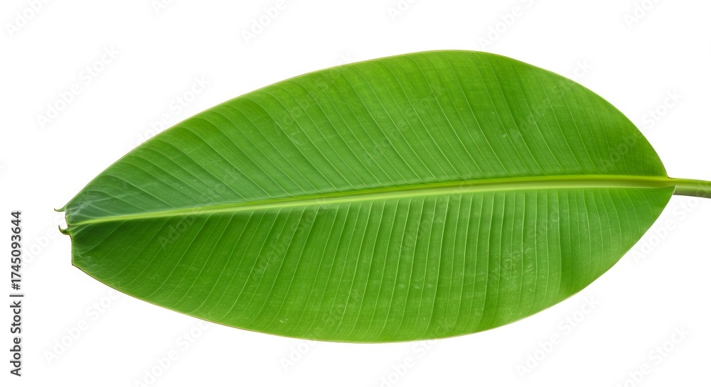 Obraz premium A large green banana leaf with prominent veins set against a stark white background