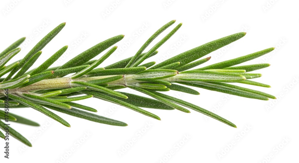 Fototapeta premium Rosemary branch green needles radiating from a central stem detailed texture isolated on white