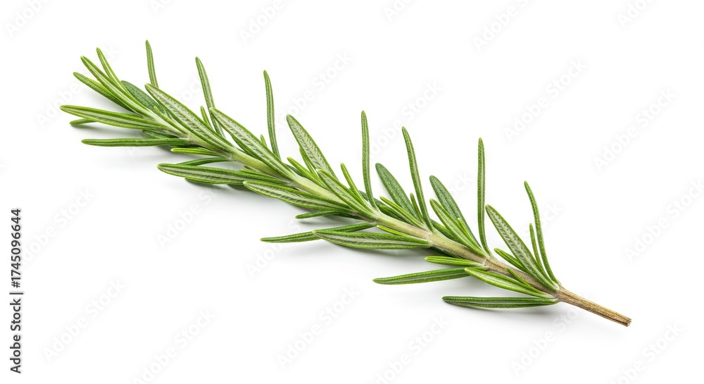 Fototapeta premium A sprig of rosemary lies on a white background