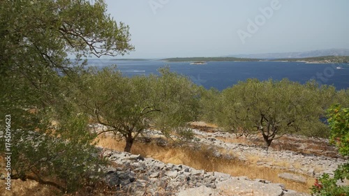 Gnarled olive trees on a traditional stone terrace farm on the rocky coast of Croatia. The plantation overlooks the Adriatic Sea, a popular destination for summer tourism and travel.