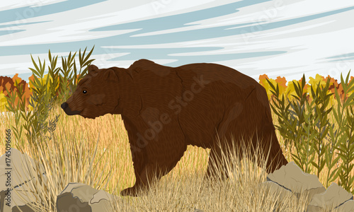 Brown bear walking on dry grass. Autumn wildlife. Realistic vector landscape.