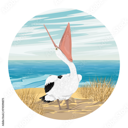 A circular composition. A pelican stands on a sandy beach with its head and beak raised. Wild birds of Australia, New Guinea, and Indonesia. Vector realistic illustration.