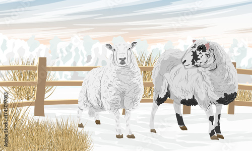 A pair of white sheep stand in a snowy meadow behind a low wooden fence. Farming and farm animals in winter. Realistic winter vector landscape.