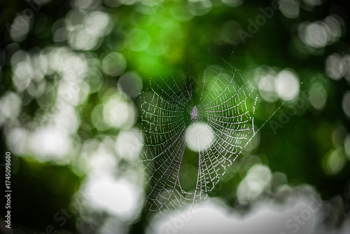 Spider web in the morning dew