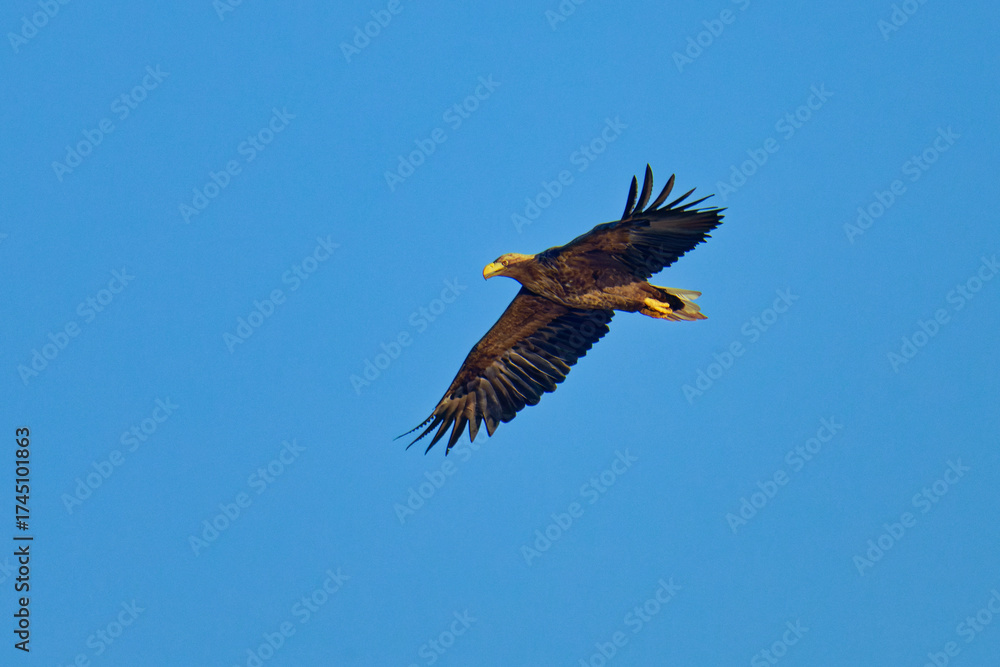 Fototapeta premium Adulter Seeadler bei der Jagd