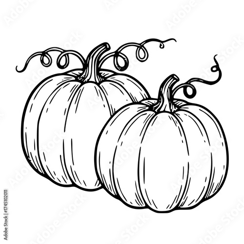 Autumn Pumpkins Line Art Illustration