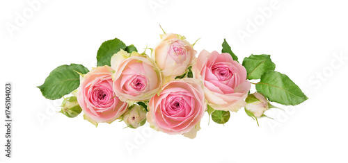 Small pink rose flowers in a floral line arrangement isolated on white or transparent background