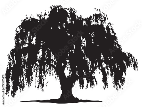 Graceful Weeping Willow Tree With Flowing Branches Vector Art Design