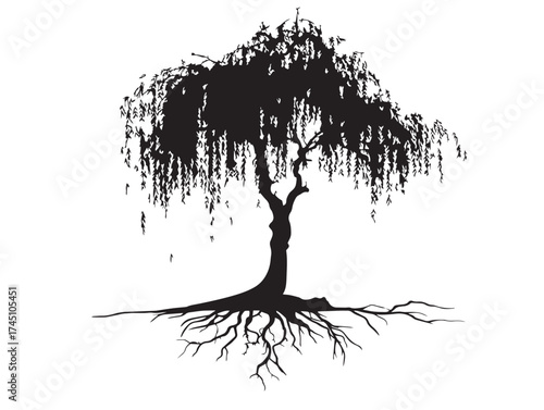 Detailed Weeping Willow Tree With Drooping Branches Vector Art Design