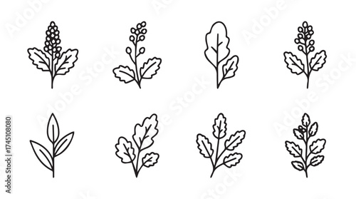 Hand drawn botanical elements collection simple line art nature designs for organic projects vector