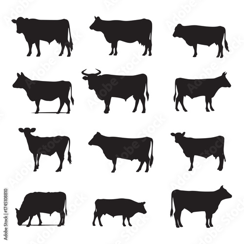 Black and white beef cattle silhouettes collection