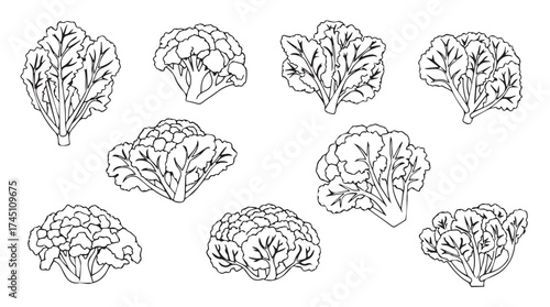 Hand drawn collection of various brain anatomy sketches with intricate details and outline style vector
