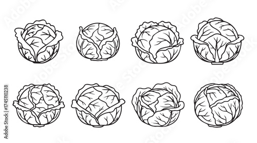 Eight hand drawn cabbage vegetables fresh produce sketch isolated ingredient organic food vector