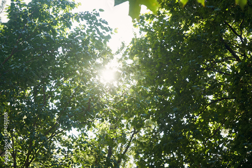Landscape of green tree crowns against the background of bright sun and sky