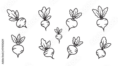 Collection of hand drawn radish vegetables with leaves rough sketch style food art vector