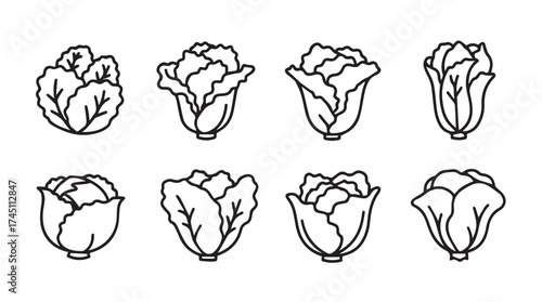 Set of hand-drawn cabbage heads featuring various leaf textures and shapes vector