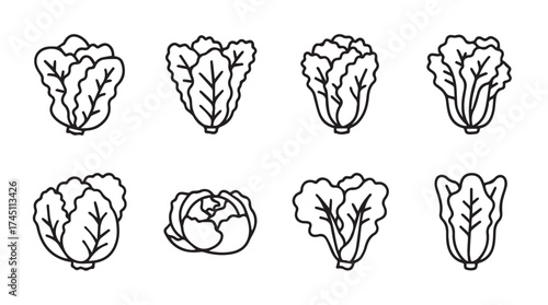 Hand drawn organic lettuce and cabbage varieties collection fresh vegetable line art icons vector