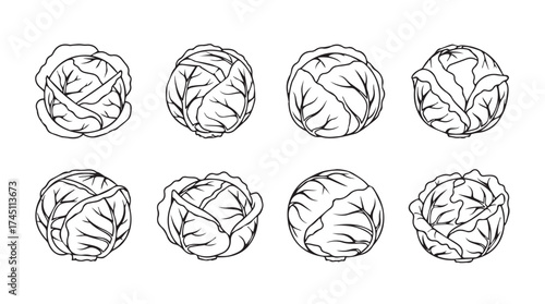 Collection of eight hand drawn cabbage heads detailed sketch isolated on white vector